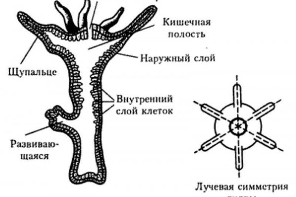 Kraken darknet официальный сайт