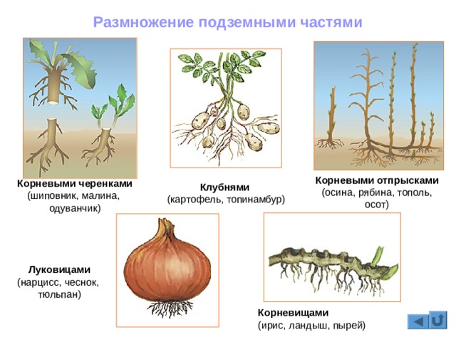 Кракен ссылка онлайн